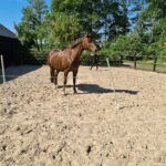 Paardencoaching Achterhoek