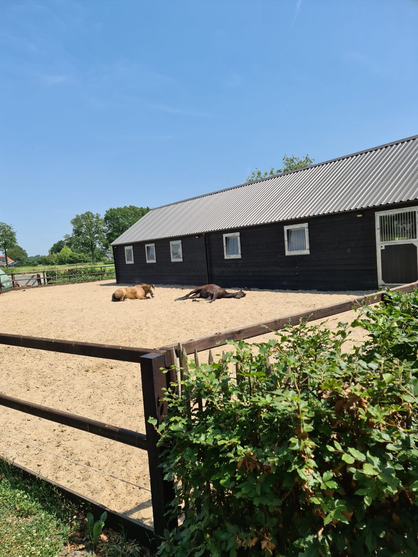 Paardencoaching Achterhoek