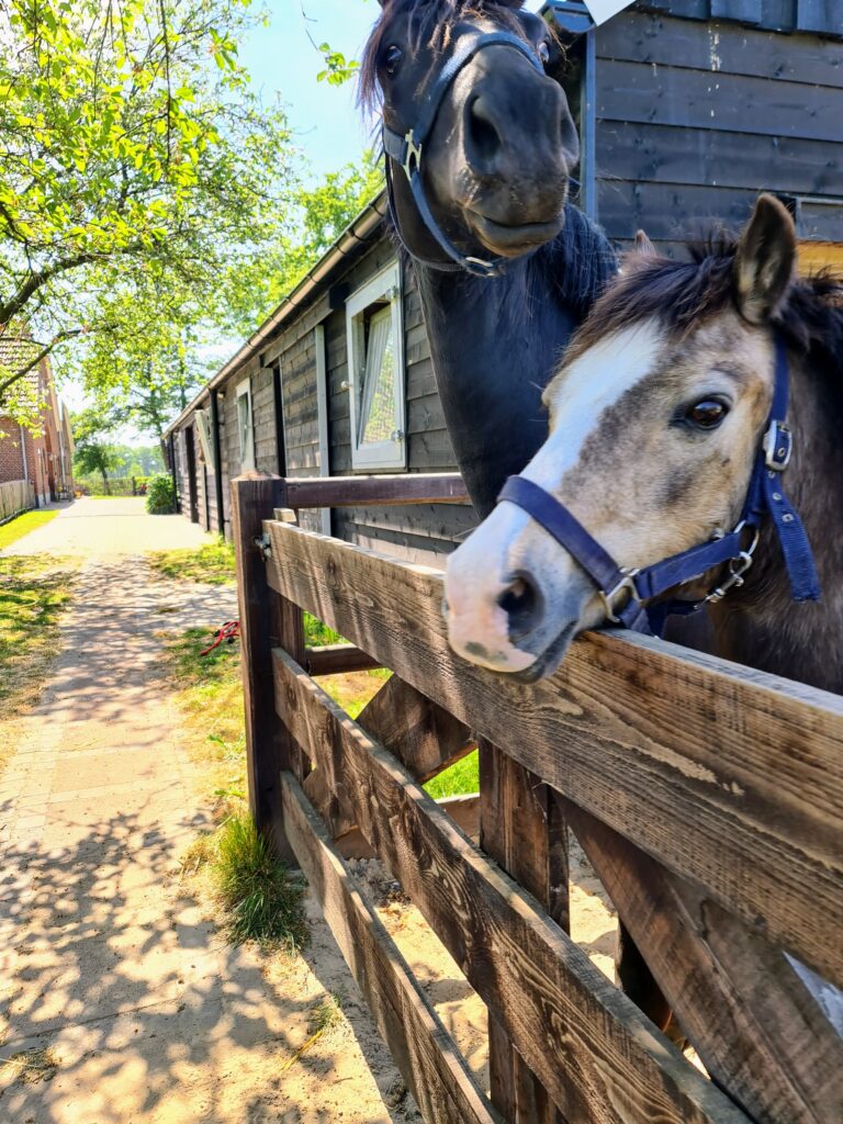 Paardencoaching Achterhoek