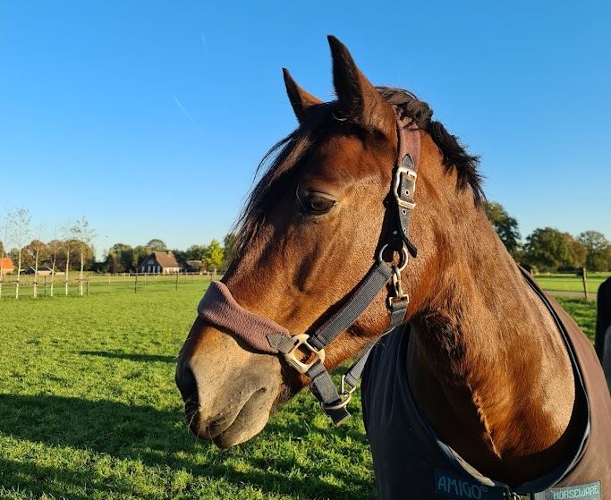 Paardencoaching Achterhoek