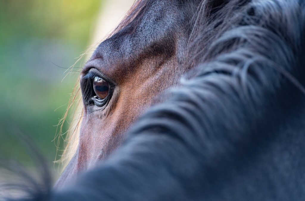 Paardencoaching