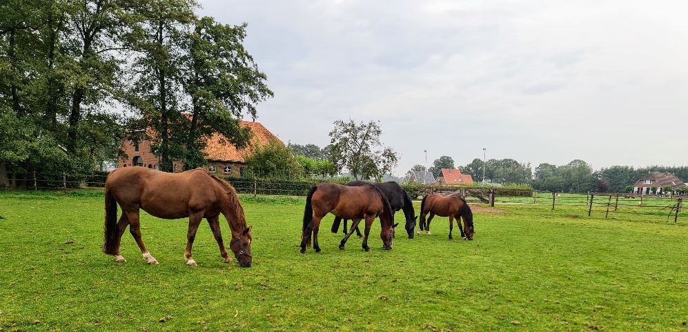 Workshop paardencoaching