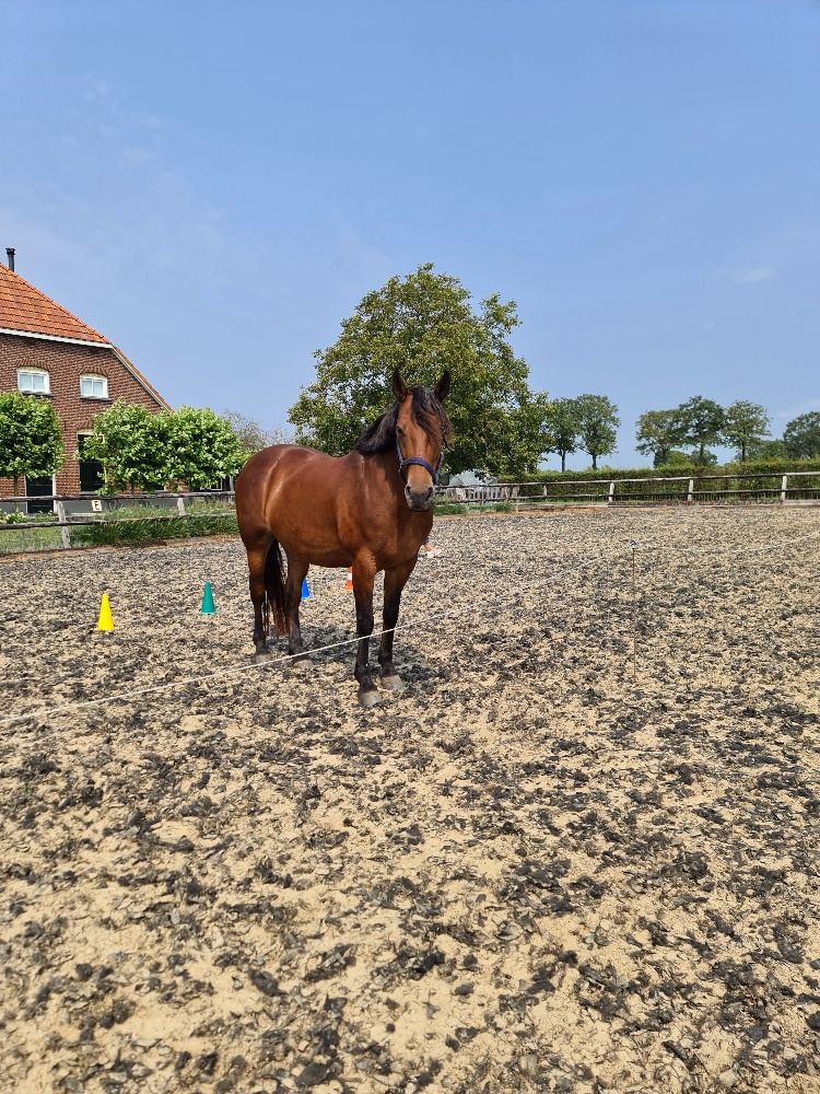 Paardencoaching Achterhoek