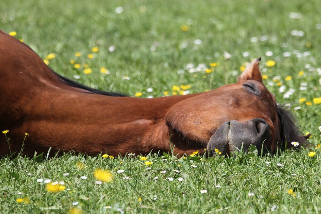 Paardencoaching workshop