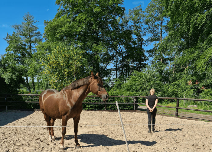 Paardencoaching Achterhoek