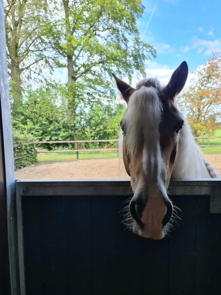 Paardencoaching Niels van Heusden