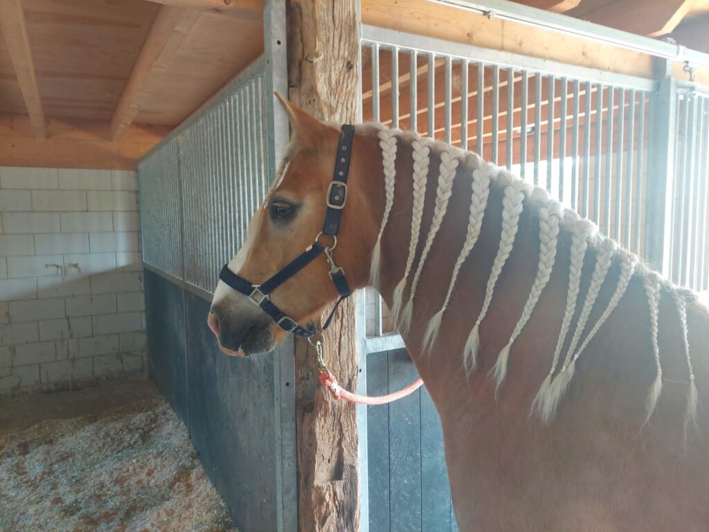 Paardencoaching-Achterhoek