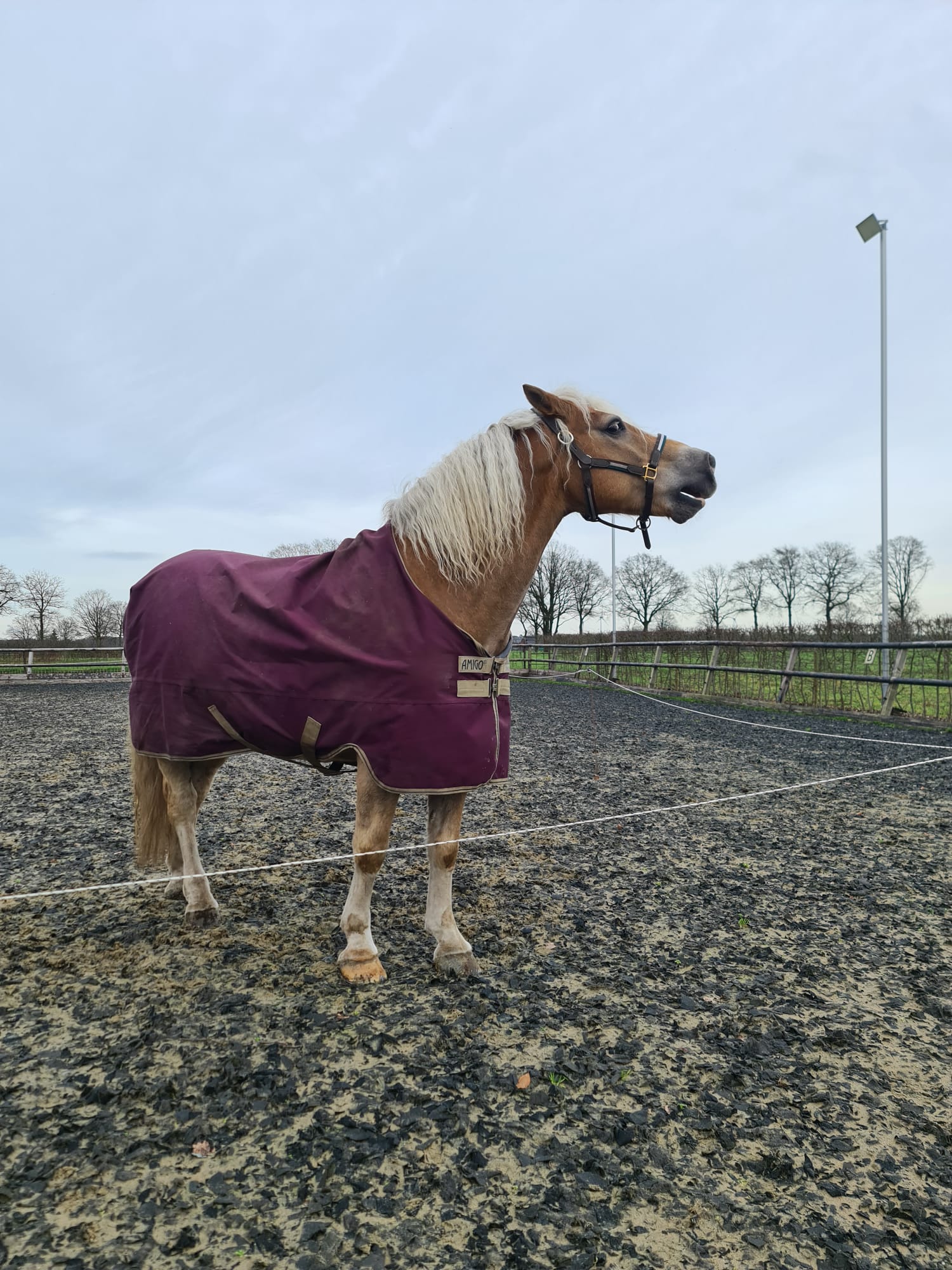 Paardencoaching Achterhoek